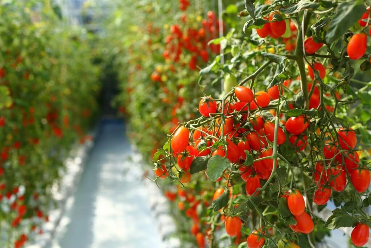 10 dingen die je nog niet wist over tomaten