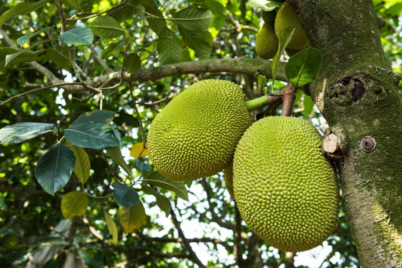 10 verrassende gezondheidsvoordelen van jackfruit