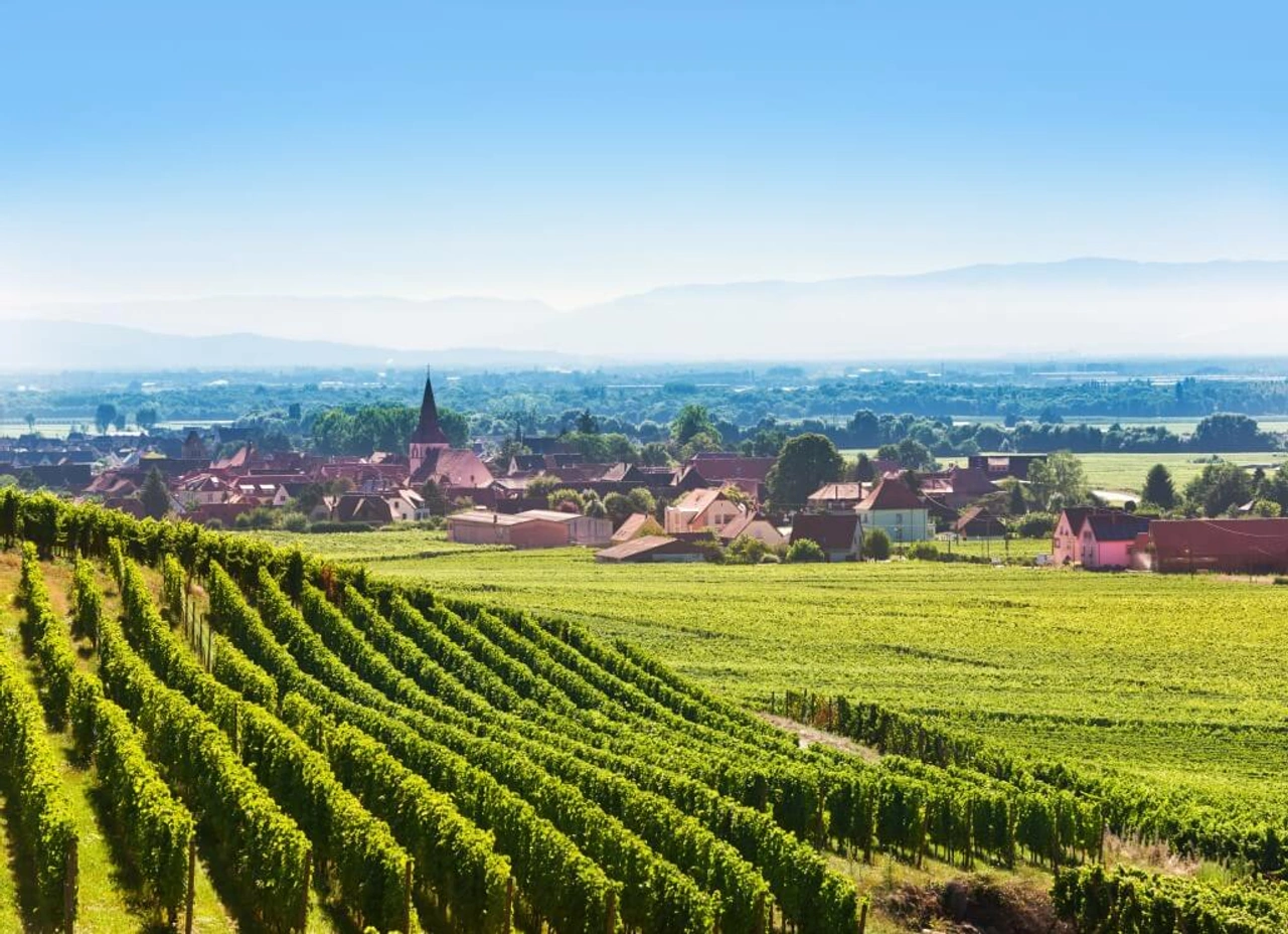 Alles over de Franse Elzas en haar Pinot Blanc