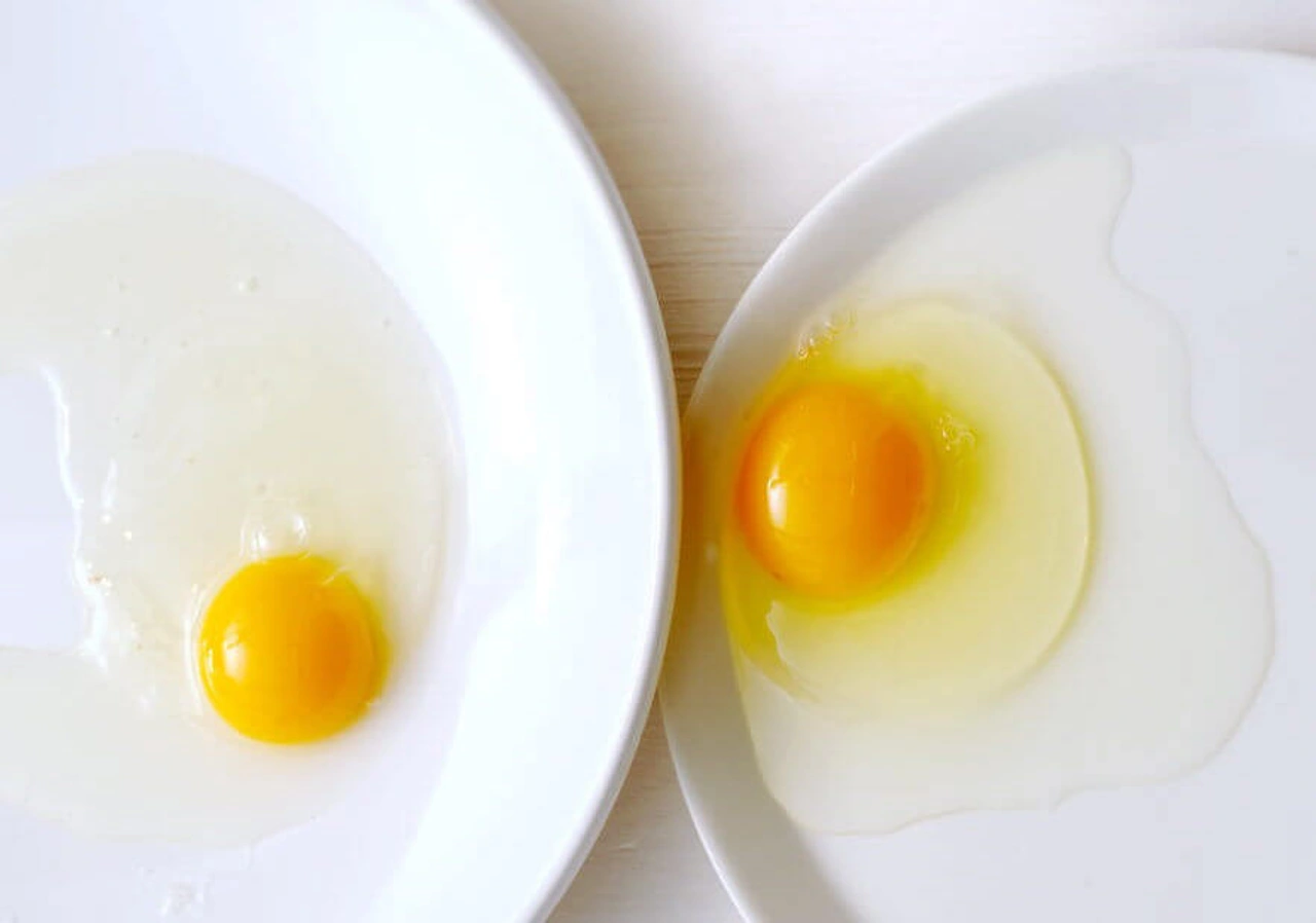 Het perfecte ei: gekookt, gebakken, roerei en omelet