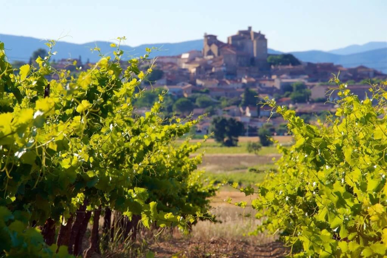 5 x wat je moet weten over wijn uit de Franse Languedoc