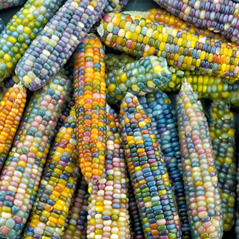 Instagram trend: Rainbow Corn